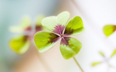 Ein neues Jahr liegt vor uns