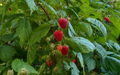 Gartenzeit im Kinderhaus Känguru eingeläutet